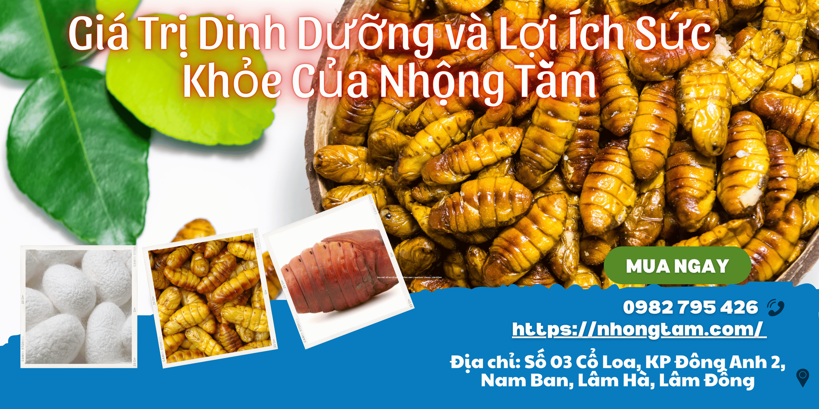 Giá Trị Dinh Dưỡng và Lợi Ích Sức Khỏe Của Nhộng Tằm