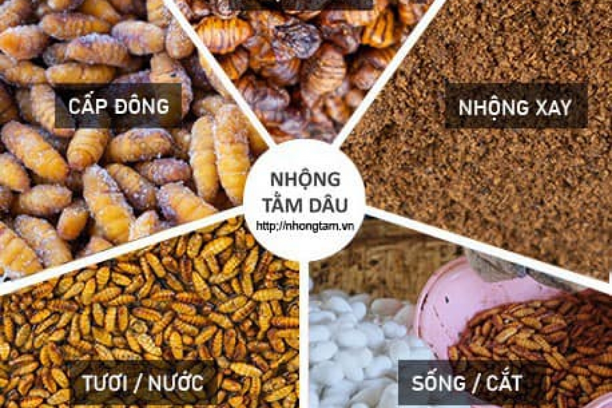 Các loại Nhộng Tằm trong sản xuất Đông Trùng Hạ Thảo