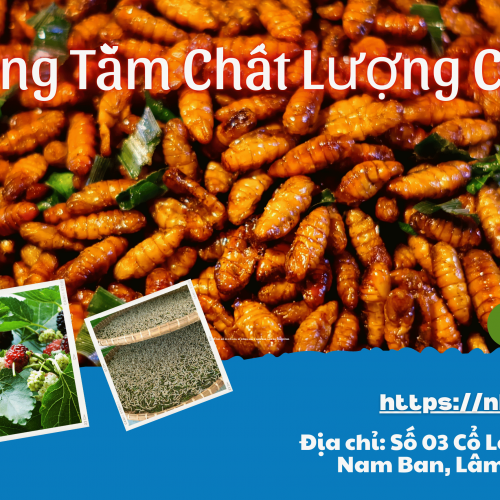 Nhộng Tằm Chất Lượng Cao: Lựa Chọn Tuyệt Vời Cho Doanh Nghiệp và Người Tiêu Dùng